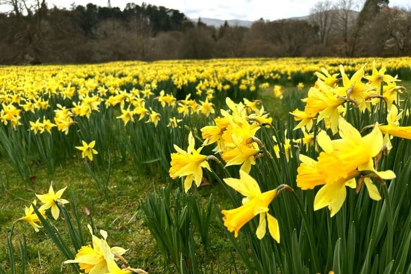 Bodnant Gardens Daffodils