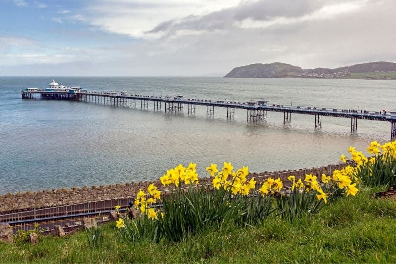 Llandudno-Pier-with-Dafodils